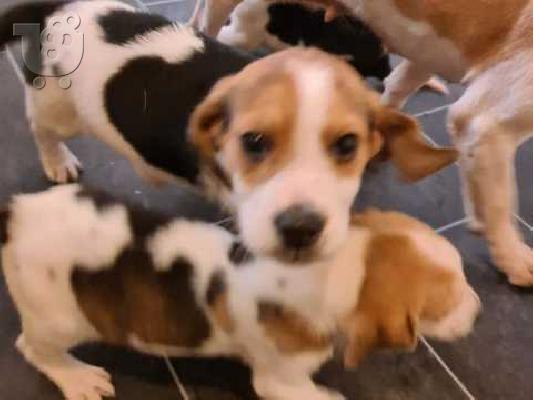 PoulaTo: Διαθέσιμα κουτάβια Beagle